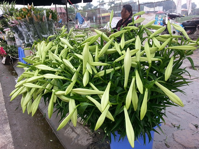 Thu nhập mỗi sào hoa loa kèn từ 35 đến 40 triệu đồng. (Ảnh: Phương Nhung).