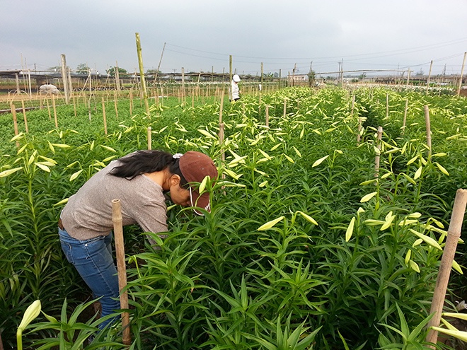 Trồng hoa loa kèn cần ít vốn và ít gặp rủi ro. (Ảnh: Phương Nhung).