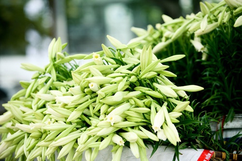 Trong hoa loa ken: Bo 1 von thu 4 loi hinh anh