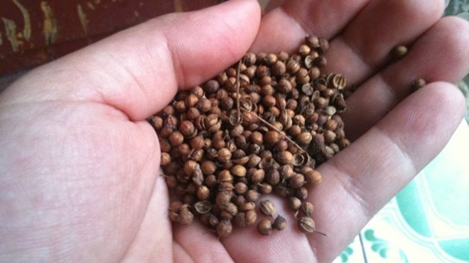 Hat mui tang len 400.000 dong/kg van khan hang vi benh soi hinh anh