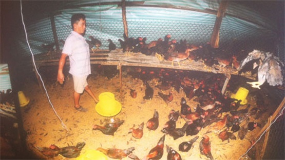 Tro thanh 'dai gia' tu 300 con ga giong hinh anh