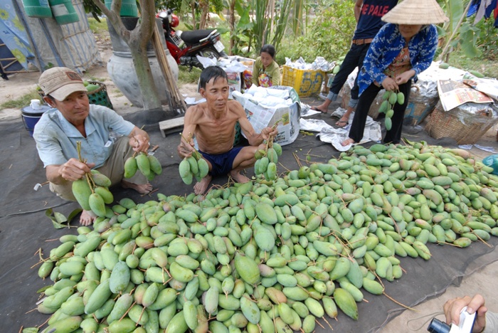 Hiện nay, miền Tây đang bước vào mùa thu hoạch xoài. Tuy nhiên, giá xoài giảm mạnh khiến nhiều nhà vườn thất thu. 