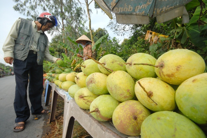 Giá xoài cát chu bán tại vườn ở xã Phú Hữu, huyện Châu Thành  -  Hậu Giang chỉ còn 3.000 đồng/kg loại I (3 trái/kg). 