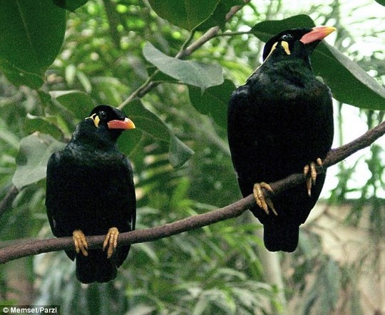 Common Hill Myna có mỏ cam, mào vàng và khả năng bắt chước âm thanh xung quanh.