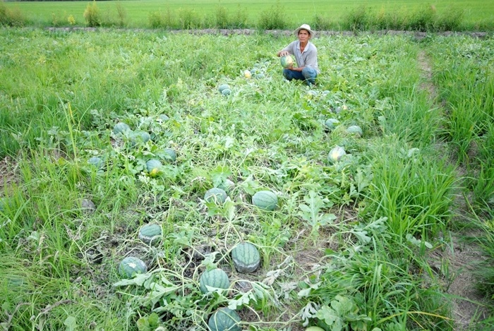 Nông dân ở xã Tân Thạnh, huyện Thới Lai còn vài ngày nữa thu hoạch sẽ cho thu nhập hàng chục triệu đồng, nhưng không ngờ bị đám mưa lớn làm dưa hấu thối đầy đồng.