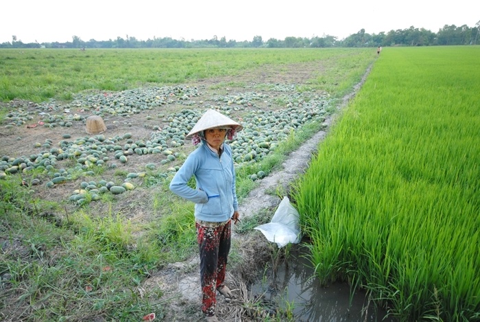Nếu trồng dưa trúng mùa sẽ thu nhập cao hơn lúa gấp 3-4 lần, trong (ảnh) ruộng dưa đang thất mùa còn ruộng lúa đang sắp trổ bông 