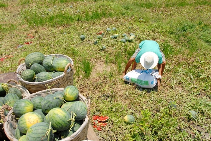 Theo ông Công đa số nông dân ở đây trồng dưa hấu quẹt, khi  thu hoạch lúa ĐX xong, lúc mặt đất còn ướt, người ta dùng ngón tay quẹt mặt đất cho có đường kẻ, rồi bỏ hột dưa xuống kẻ đó, bỏ tro trấu lên. Nhưng khi đã trồng dưa hấu quẹt thì người nông dân ắt hẳn phải đối mặt với nhiều rủi ro, chủ yếu là phó mặc cho trời.