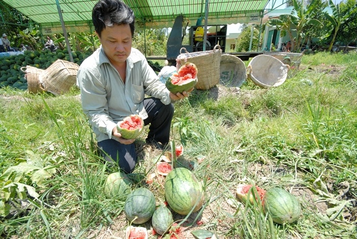 Anh Ngô Ngọc Chẳn, trồng 3,5 công dưa cho biết: “Thông thường dưa hấu trồng 2 tháng mới cho thu hoạch. Nhưng năm nay thất thu hoàn toàn vì gặp mưa”.