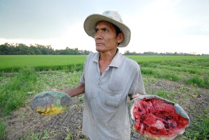 Nhiều nông dân trồng dưa đối mặt dưa đầy quả hư thối nằm la liệt trên đồng, có hộ thiệt hại trên 70-80%, tệ hơn nữa là mắt trắng.