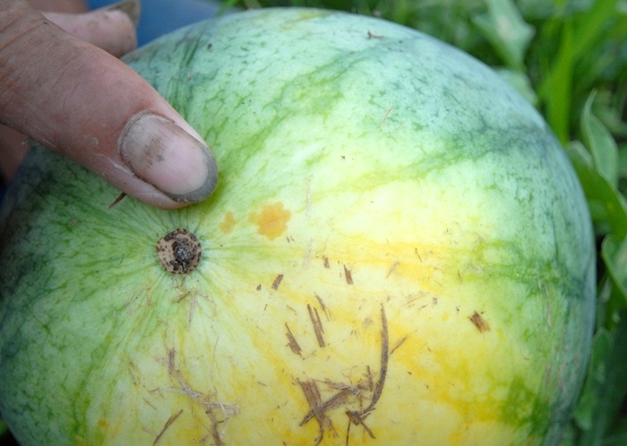 Chỉ sau  2 ngày gặp mưa, ruộng dưa xuất hiện điểm lạ là có nhớt ở trái dưa phần tiếp giáp với đất, đến ngày thứ 3 xuất hiện điểm vàng bằng đầu đủa ăn tay bấm vào thấy mềm và sang ngày tiếp theo đã ăn lang rộng ra trên mặt trái dưa và bổ ra trong ruột dưa có mùi hôi ê, dẫn đến hư thối.