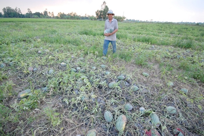 Hứa hấu của nông dân bị hư thối nằm đầy trên đồng.