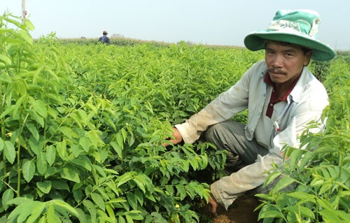 Kham kha nho rau ngot hinh anh