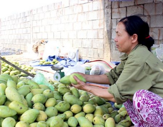 Xoai 1.500 dong/kg, dan Dong Nai meo mat chiu lo hinh anh