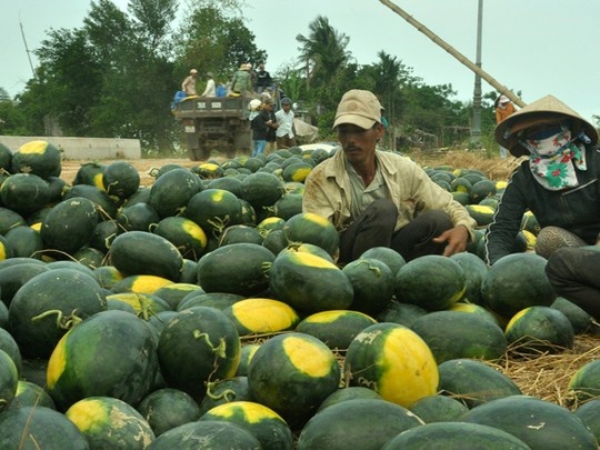 Khan hiem dua hau xuat khau sang Trung Quoc hinh anh