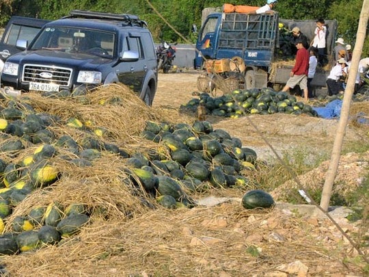 Dự đoán, giá dưa hấu sẽ tiếp tục tăng lên trong tháng 5.