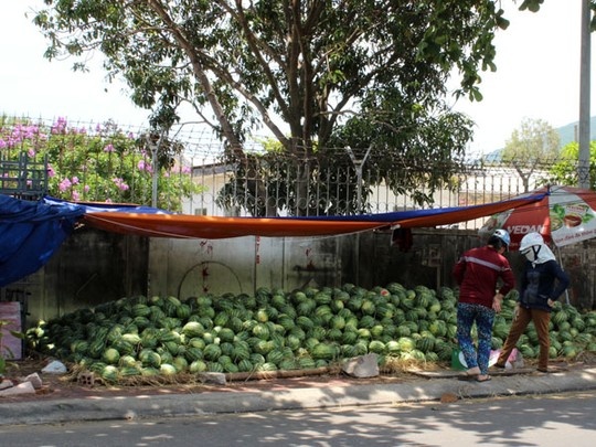 Dưa hấu Bình Định một phần bán ở chợ, phần còn lại xuất sang Trung Quốc.