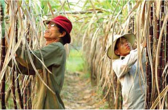 Mia duong co con mat ngot? hinh anh