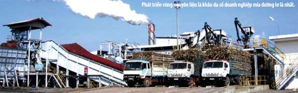 Phát triển vùng nguyên liệu là khâu đa số doanh nghiệp mía đường lơ là nhất.