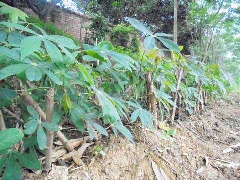 Vườn rau Sắn để lấy lá ăn của nhà bà Huyền.