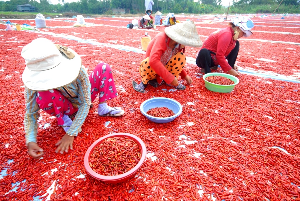 Nhung loai rau cu dang khien dan mien Tay mat an mat ngu hinh anh