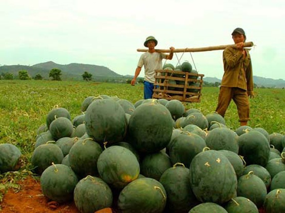 Mien Trung: Gia dua hau tang gap 10 lan thoi diem thang 3 hinh anh