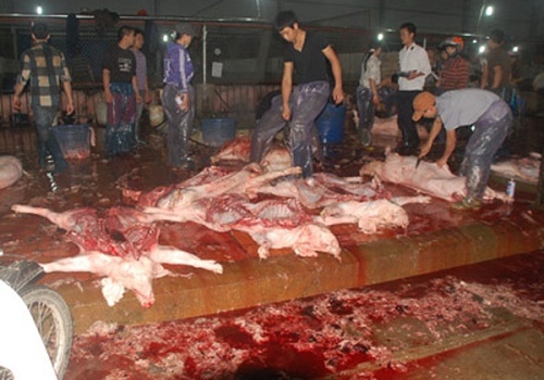 Mot thau nuoc rua 8 bo long o lo mo heo Phung Khoang hinh anh