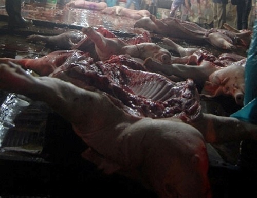 Sau khi mổ, thịt lợn được để la liệt dưới sàn đất.
