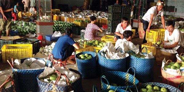 Nong dan van thich ban xoai cho Trung Quoc hinh anh