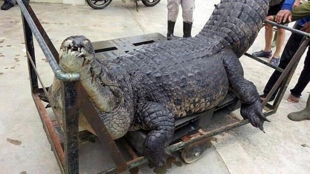 Singapore dieu tra cai chet bi an cua ca sau khong lo hinh anh