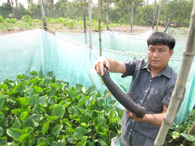 Nuoi ran ri voi lai tram trieu moi nam hinh anh