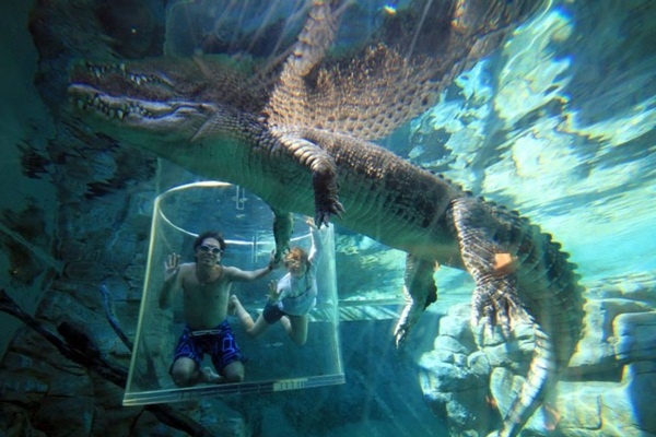 Be boi Crocosaurus Cove, Australia hinh anh
