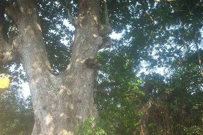 Gốc cây bàng đá “cái” đang còn sống.