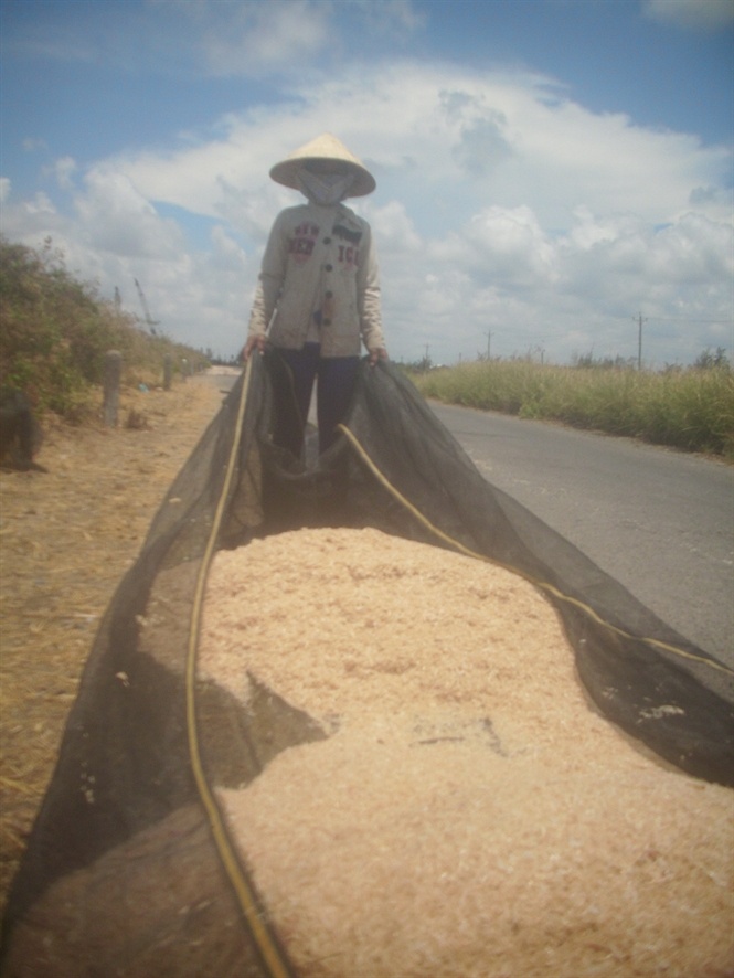 Ngư dân đang tiến hành phơi ruốc.