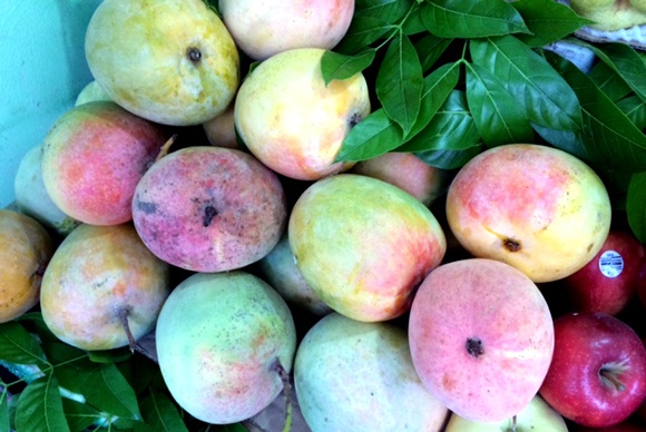 Truy tim nguon goc xoai la do au, nang ca can hinh anh