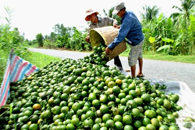 Ra khoi cho dau moi, cam Trung Quoc co 'nguon goc' mien Tay hinh anh