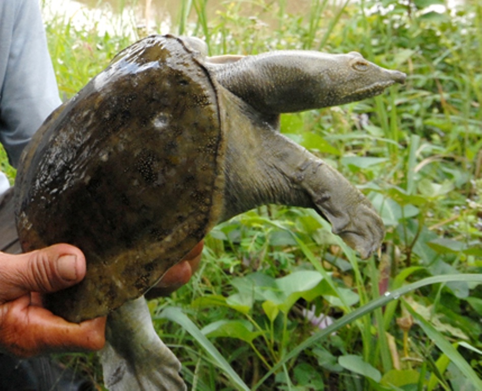 Thu lai moi nam hon tram trieu tu 1.000 con ba ba hinh anh