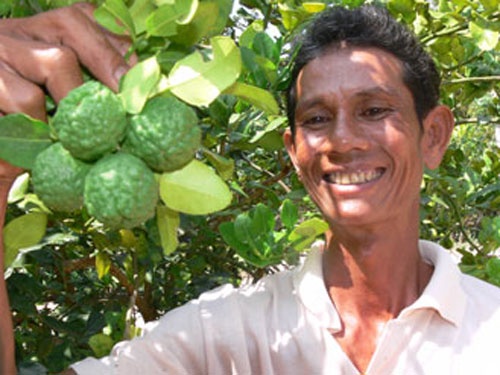 Cây trúc rất dễ trồng, không cần chăm sóc cây vẫn phát triển tốt.