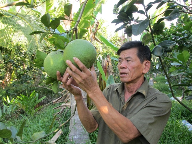 1 trai buoi da xanh bang 10 kg lua hinh anh