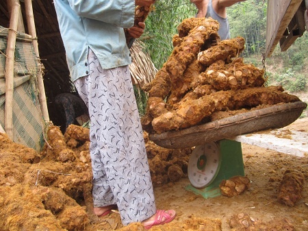 kim mao cẩu tích.