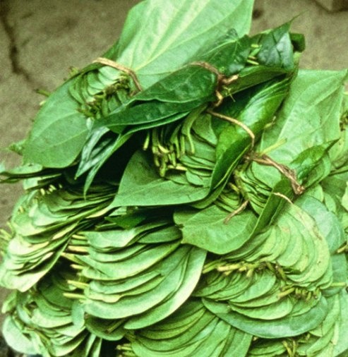 Trong khi đó, tại địa bàn huyện An Lão, lá trầu được thương lái Trung Quốc và bạn hàng lùng mua ráo riết. Tại các xã An Quang, An Hòa và An Hưng (An Lão), việc mua bán trầu diễn ra rầm rộ. Giá trầu từ 5.000đ/kg ban đầu, tăng dần và có lúc lên tới 45.000đ/kg. Giá cao, người dân không ngại vét hết dây trầu ở nhà vẫn không đủ bán. Dân tràn cả vào những cánh rừng tìm lá trầu.