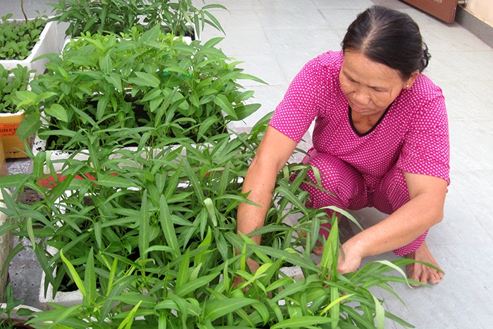 So do nhiem doc, nguoi Sai Gon don cho o trong rau hinh anh