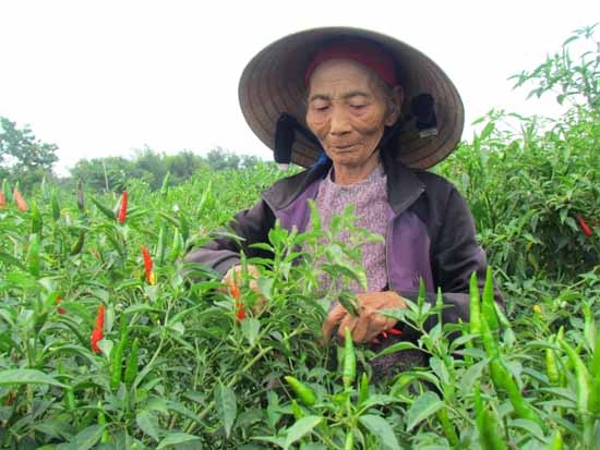 Ngậm ngùi vì ớt rớt giá.