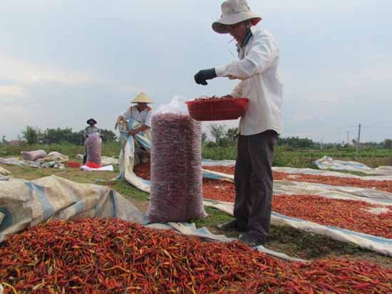 Nghe thuong lai Trung Quoc, nong dan dang vi dua cay vi ot hinh anh