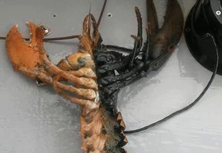 Bat duoc tom hum hai mau di thuong o My hinh anh