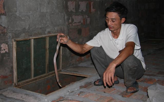 Lao nong thuan hoa ran, tau co ngoi bac ty hinh anh