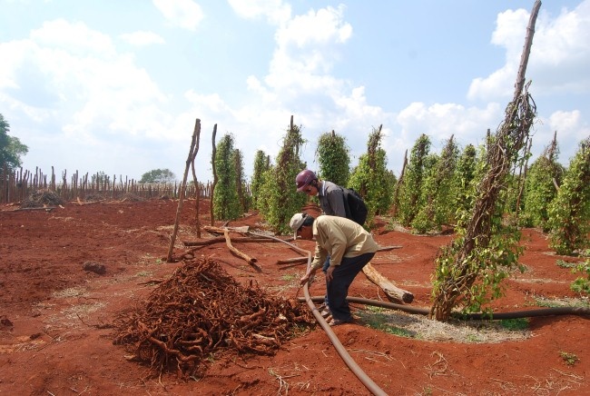 Gia Lai: Thuong lai Trung Quoc tan thu re tieu hinh anh