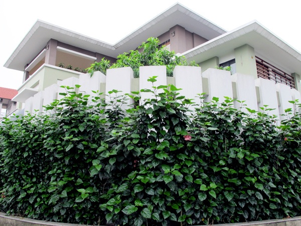 Biet thu huong bien phu cay xanh cua dai gia Ha Long hinh anh