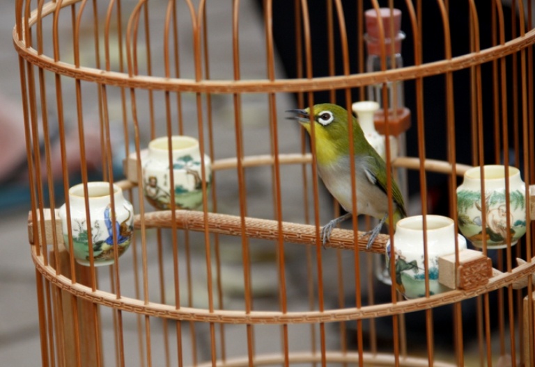 Đây là chú khuyên đấu có giá xấp xỉ 50 triệu đồng. Trong làng chơi khuyên, trường phái khuyên đấu khiến nhiều người đam mê hơn cả. Điểm mạnh của trường phái khuyên đấu đó chính là khả năng líu, chất giọng líu của chú chim. Chính giọng hót líu lo lúc nhẹ nhàng trầm bổng, khi nhanh mạnh gấp gáp, cũng như khả năng đổi giọng, nhái giọng các loài chim khác là điểm dị biệt để phân biệt “đẳng cấp” trong trường phái chim đấu.