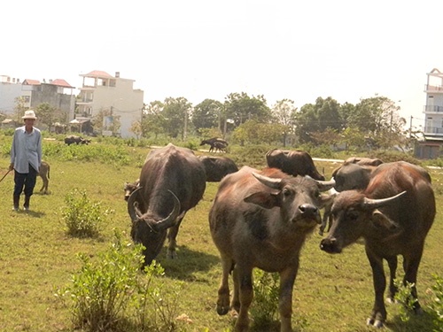 Chăn trâu trên đất dự án, đất nền biệt thự.