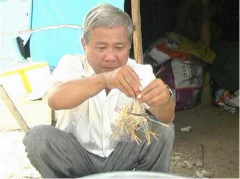 Thu tien ty moi nam tu mo hinh nuoi tom cang xanh tren ruong hinh anh